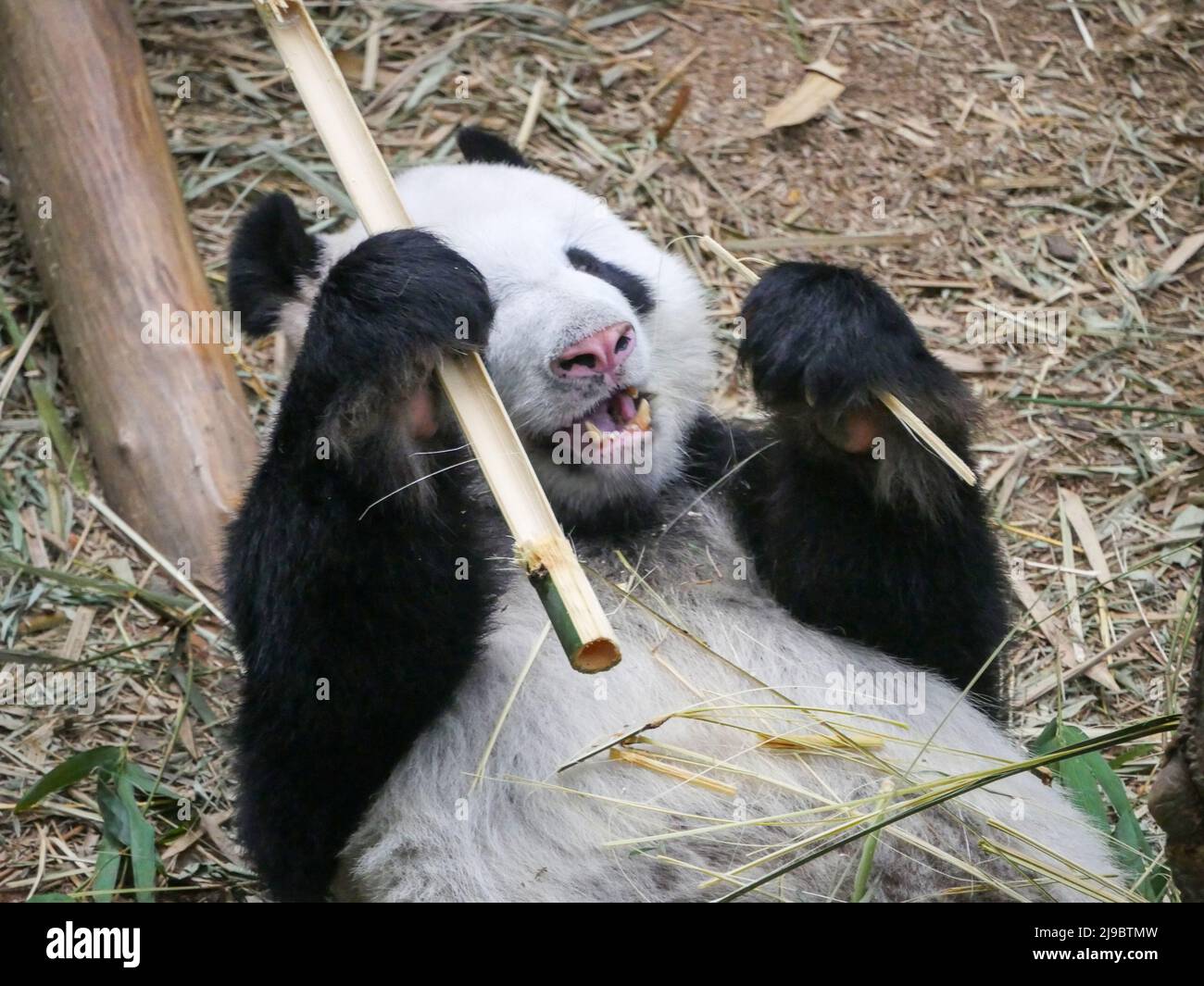 Panda gigante che mangia germogli e foglie di bambù. Il panda gigante (Ailuropoda melanoleuca) noto anche come l'orso panda (o semplicemente il panda), è un orso sp Foto Stock