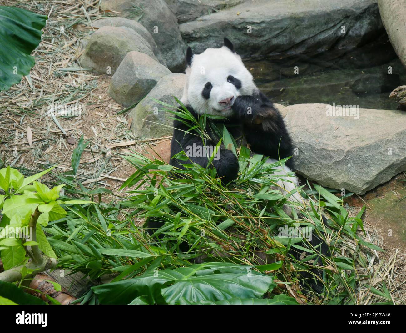 Panda gigante che mangia germogli e foglie di bambù. Il panda gigante (Ailuropoda melanoleuca) noto anche come l'orso panda (o semplicemente il panda), è un orso sp Foto Stock