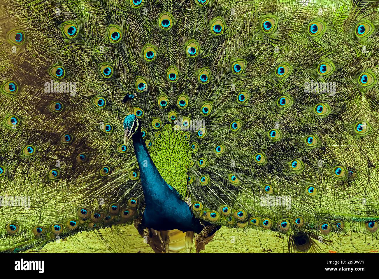 Il pavone indiano o peafowl indiano maschio che sparge ali. Diffonde la sua coda piume tutto nella sua gloria per attrarre il peahen femminile. Foto Stock