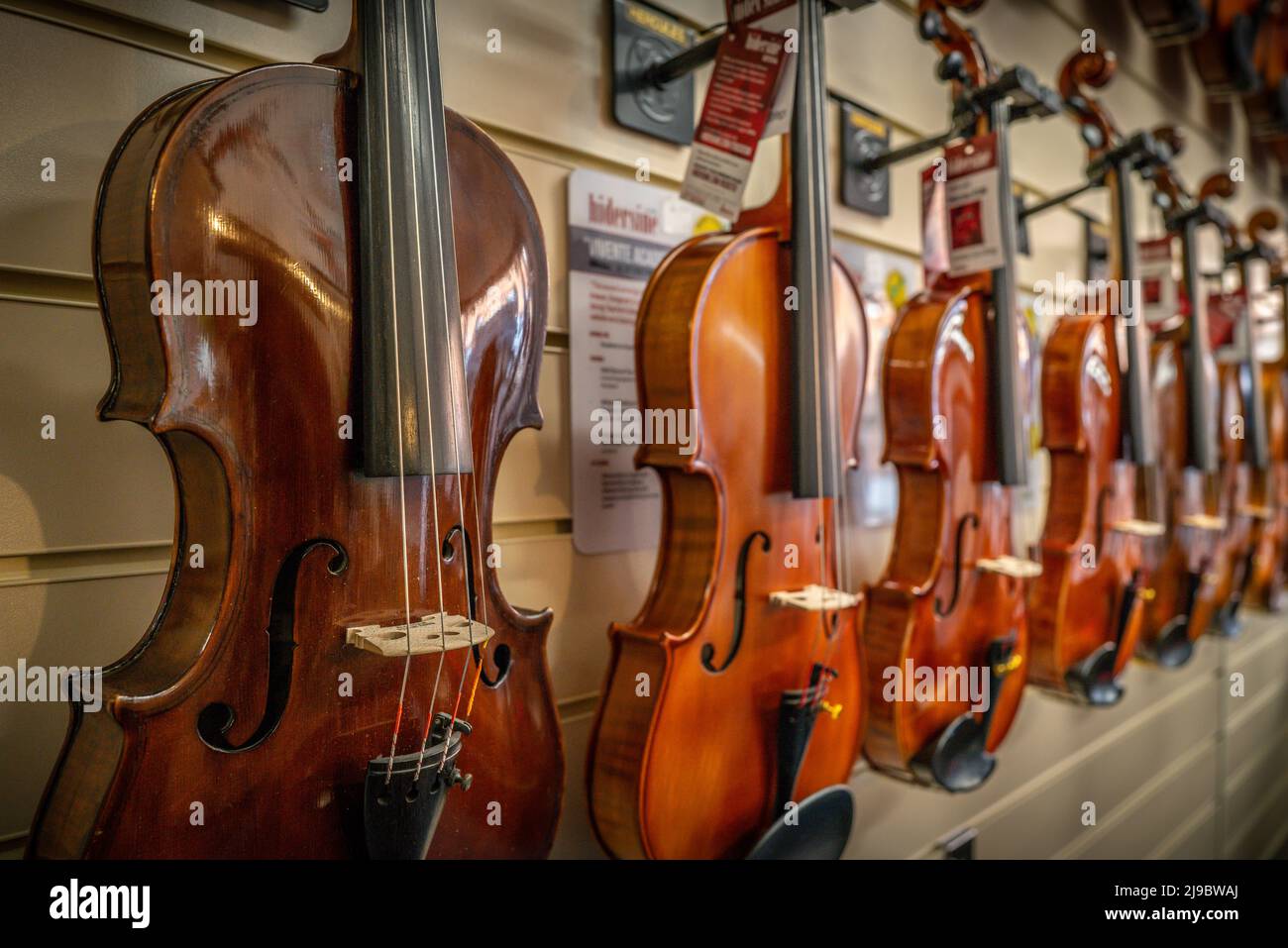 Una mostra di violini in un negozio di strumenti musicali. Foto Stock