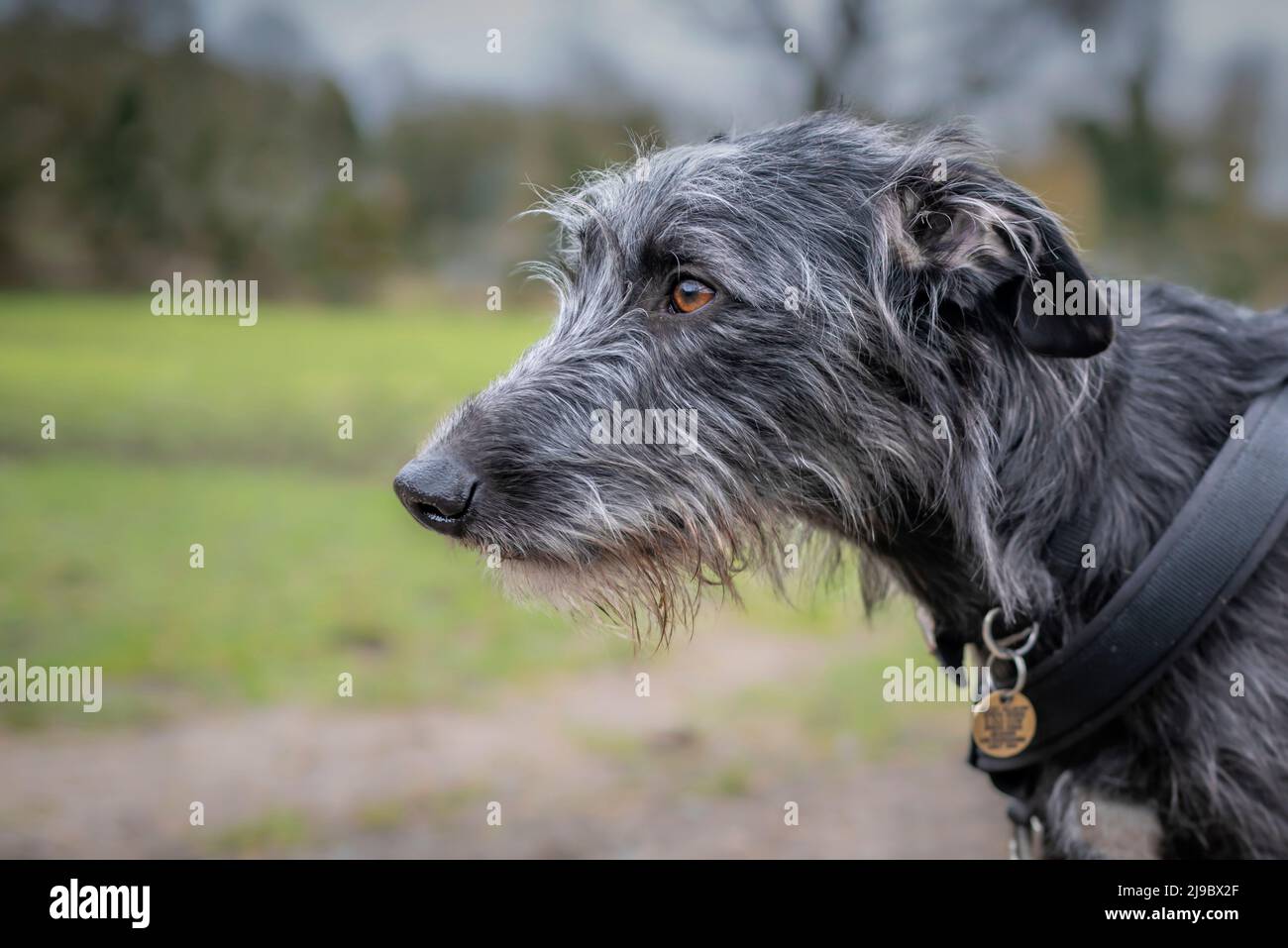 Un Lurcher con rivestimento ruvido. Foto Stock