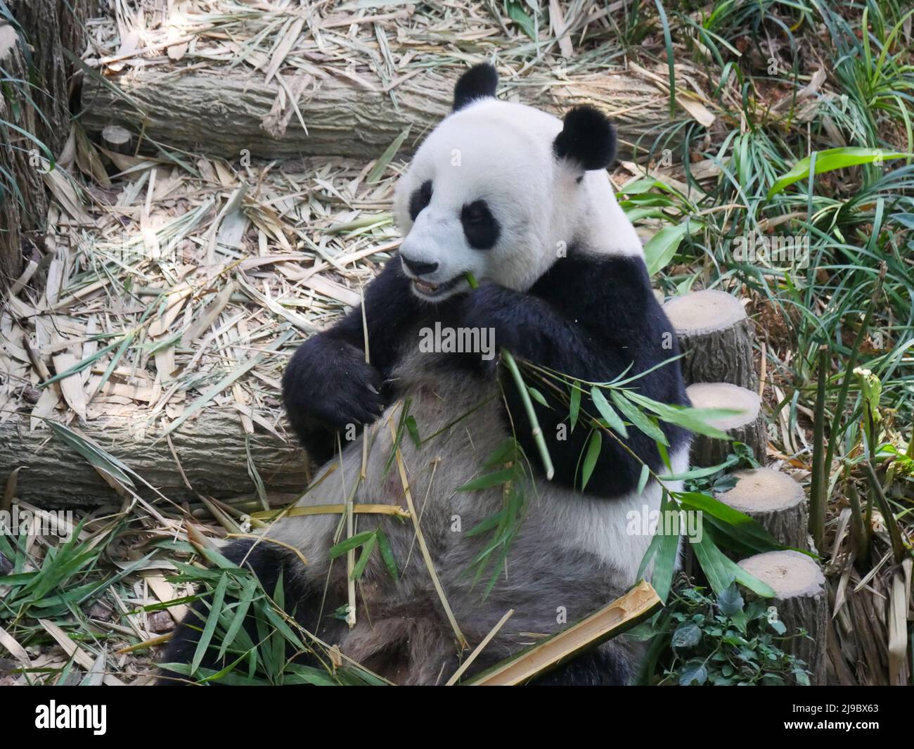 Panda gigante che mangia germogli e foglie di bambù. Il panda gigante (Ailuropoda melanoleuca) noto anche come l'orso panda (o semplicemente il panda), è un orso sp Foto Stock