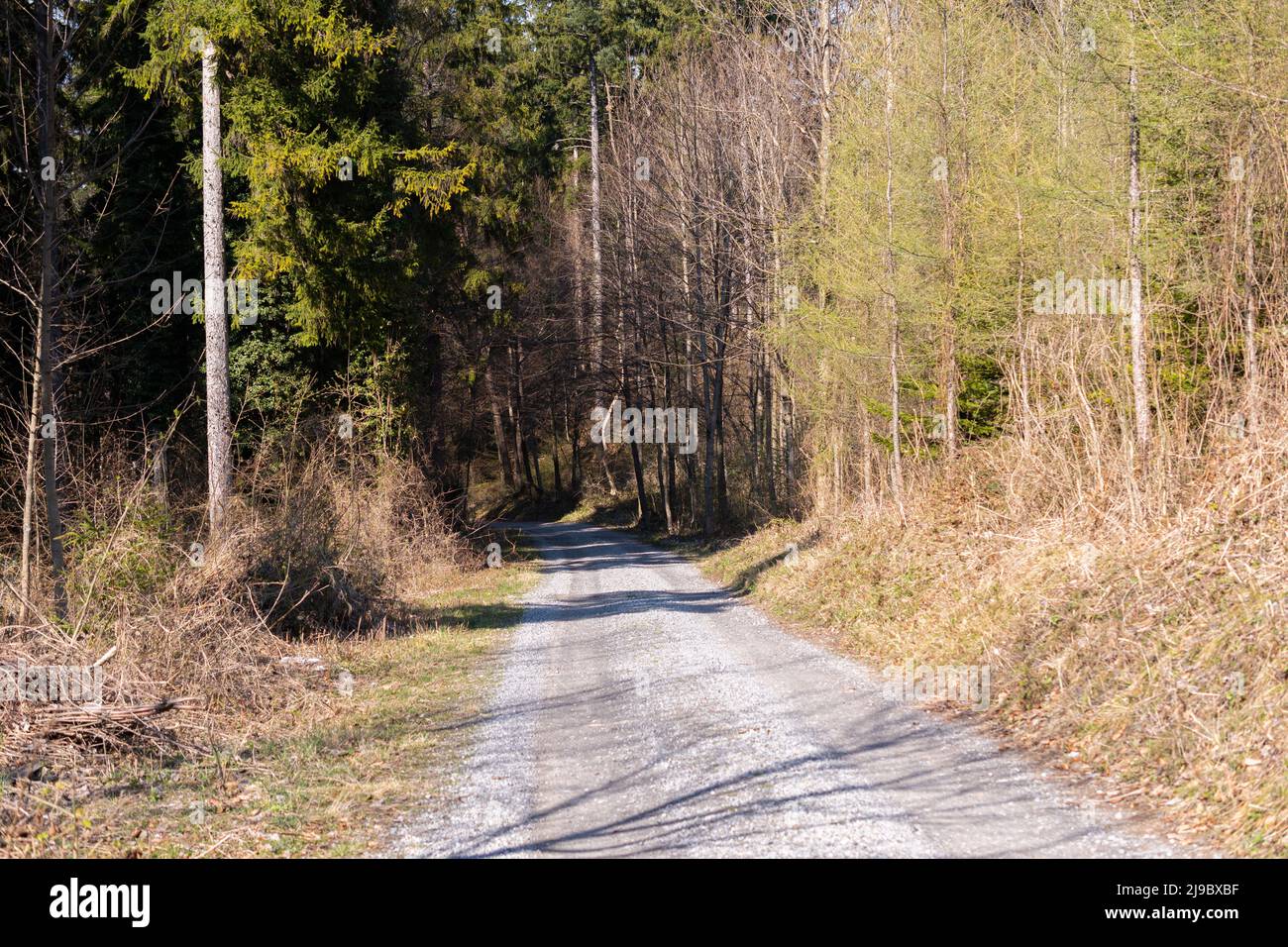 Schaan, Liechtenstein, 4 aprile 2022 passeggiata attraverso una foresta in primavera Foto Stock