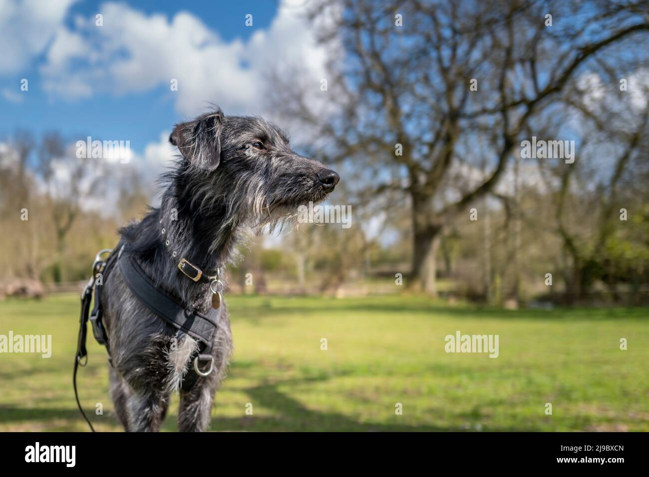 Una razza crossbreed del lurcher si leva in piedi su un ceppo vecchio dell'albero che osserva fuori. Foto Stock