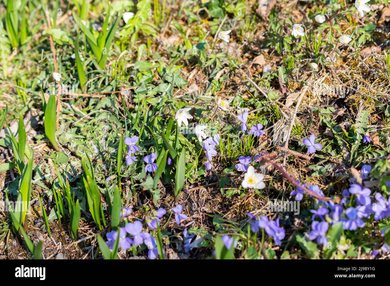 Schaan, Liechtenstein, 4 aprile 2022 Anemone blu Hepatica fiori in una foresta in primavera Foto Stock