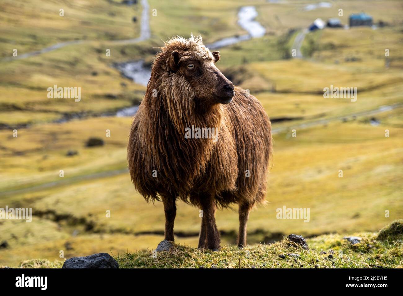 Una pecora faroese dorata che si posa davanti alla macchina fotografica. Foto Stock