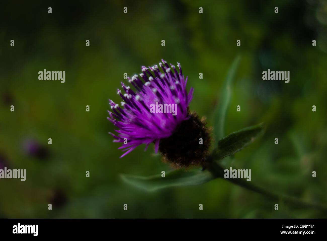 gruppo di fiori viola selvatici isolati su uno sfondo verde scuro naturale Foto Stock