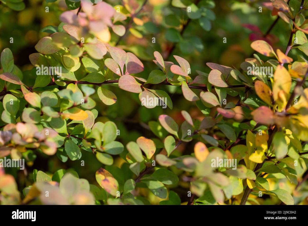 Foglie colorate e brillanti sui cespugli in autunno, fuoco selettivo Foto Stock