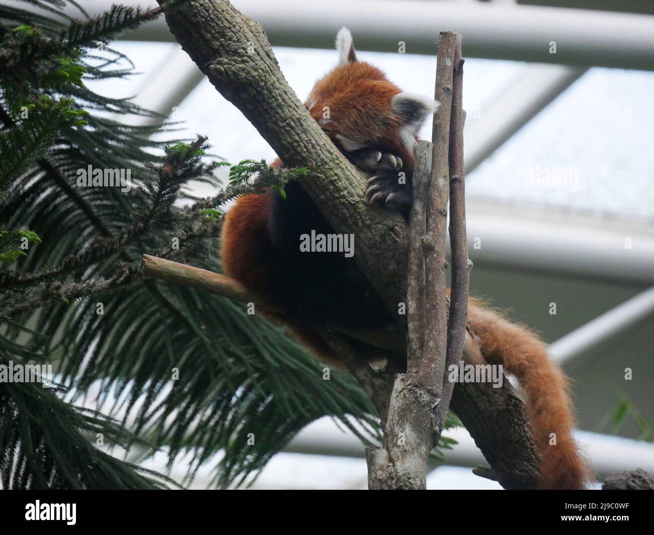 Panda rosso che dorme sull'albero. Il panda rosso (Ailurus fulgens), noto anche come panda minore, è un piccolo mammifero originario dell'Himalaya orientale e del sou Foto Stock