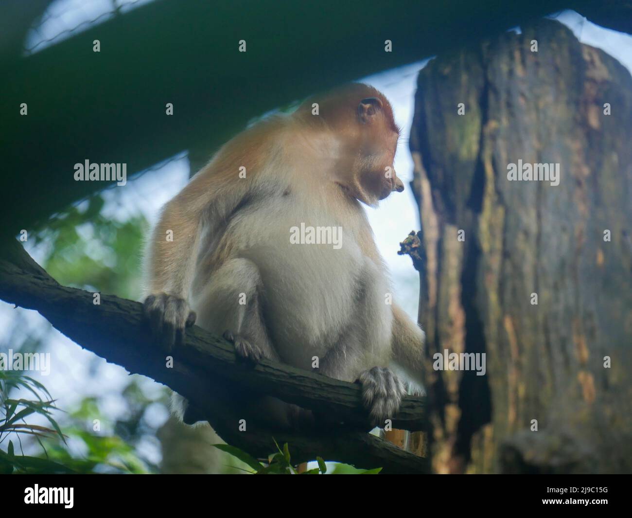 adorabile, animale, ape, asia, asiatico, grande, borneo, ramo, in via di estinzione, esotico, faccia, foresta, divertente, pelliccia, appeso, giungla, larvatus, naso lungo, flon Foto Stock