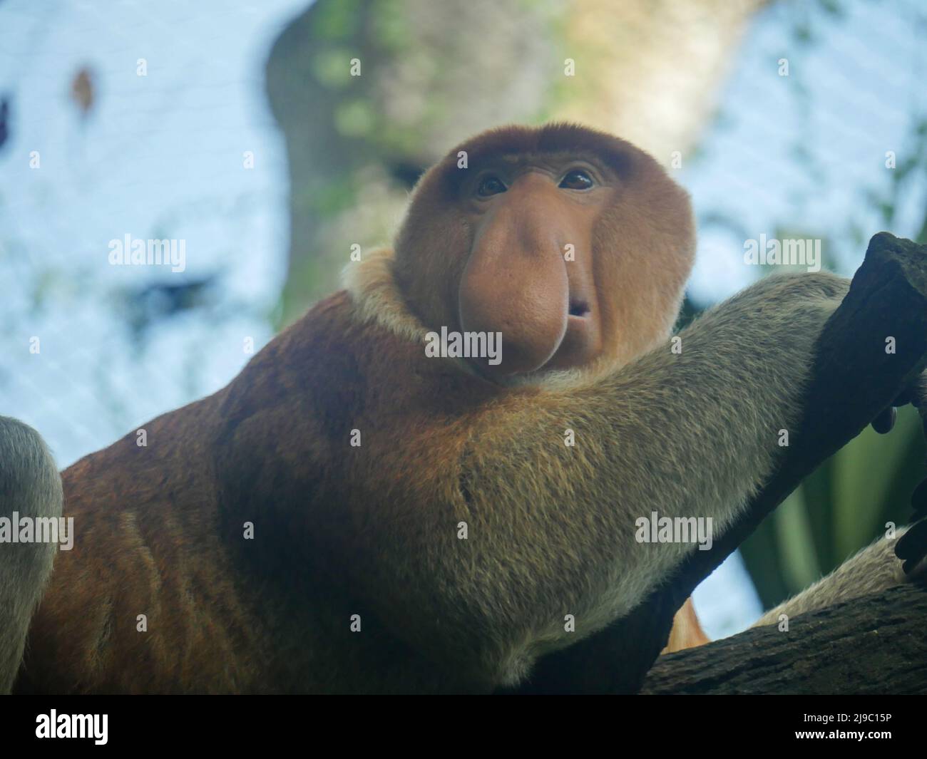 adorabile, animale, ape, asia, asiatico, grande, borneo, ramo, in via di estinzione, esotico, faccia, foresta, divertente, pelliccia, appeso, giungla, larvatus, naso lungo, flon Foto Stock