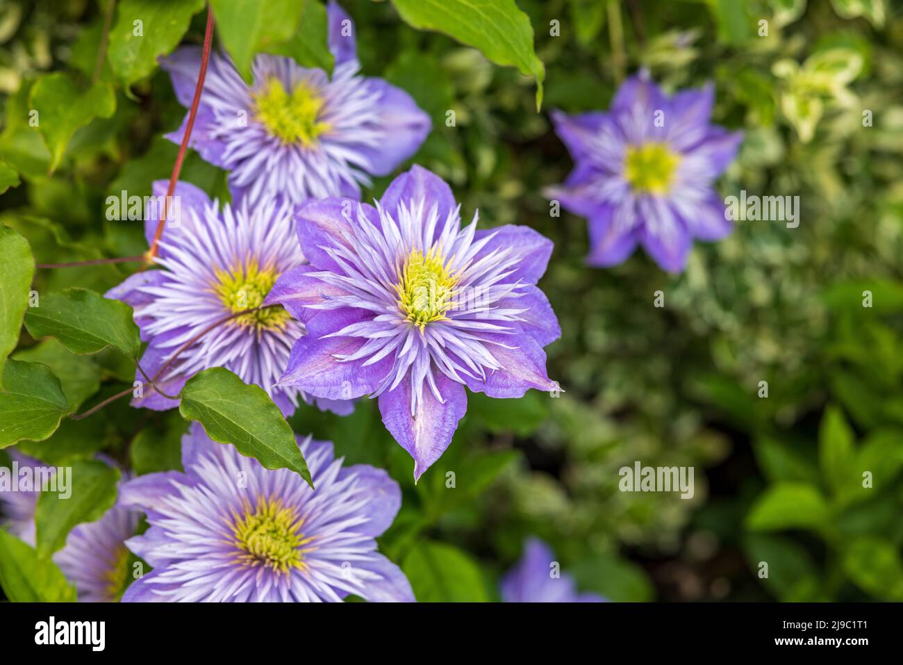 Clematis ‘Fontana di Cristallo’ Foto Stock