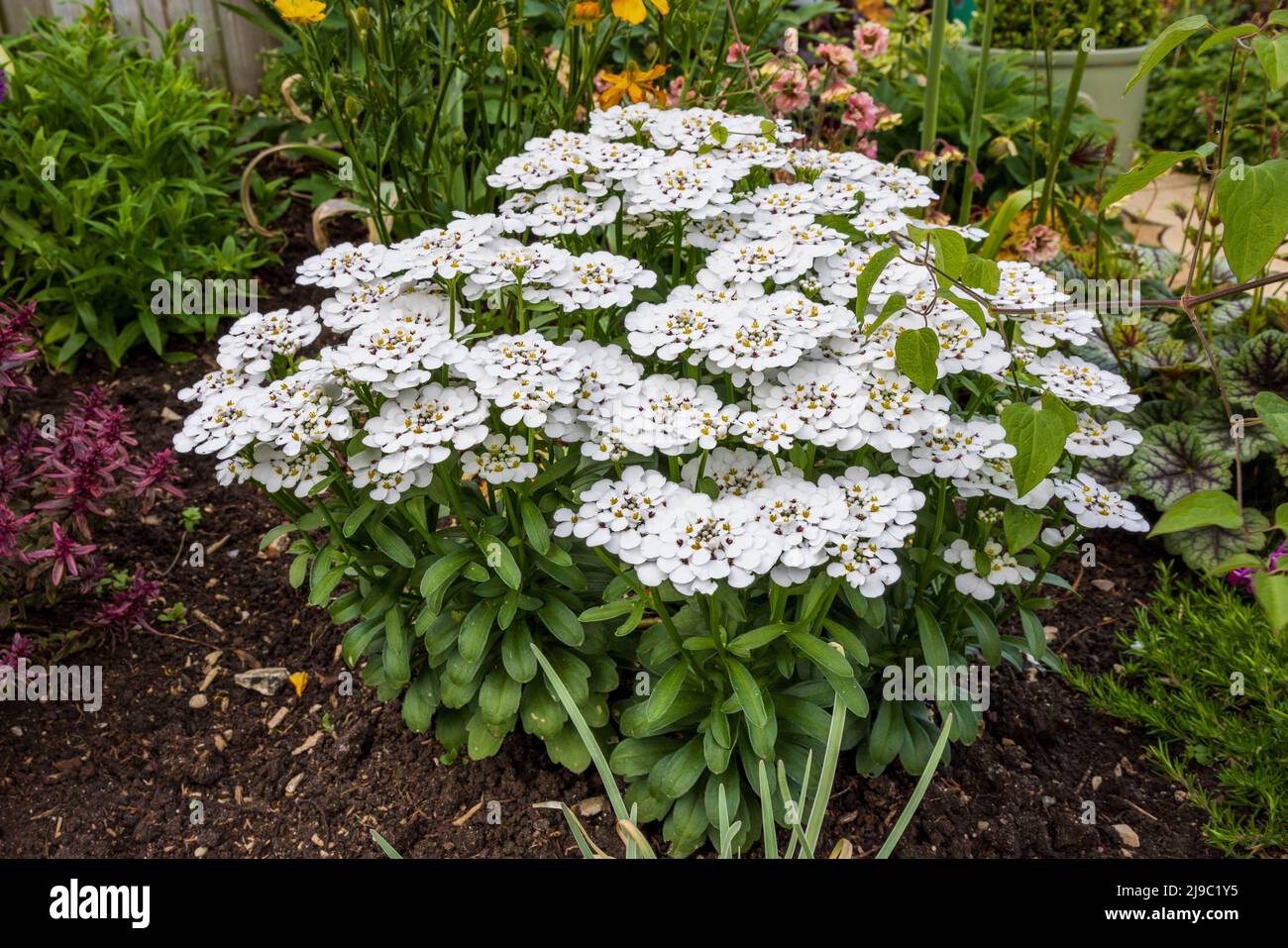 Iberis sempervirens 'Appen-Etz' Foto Stock