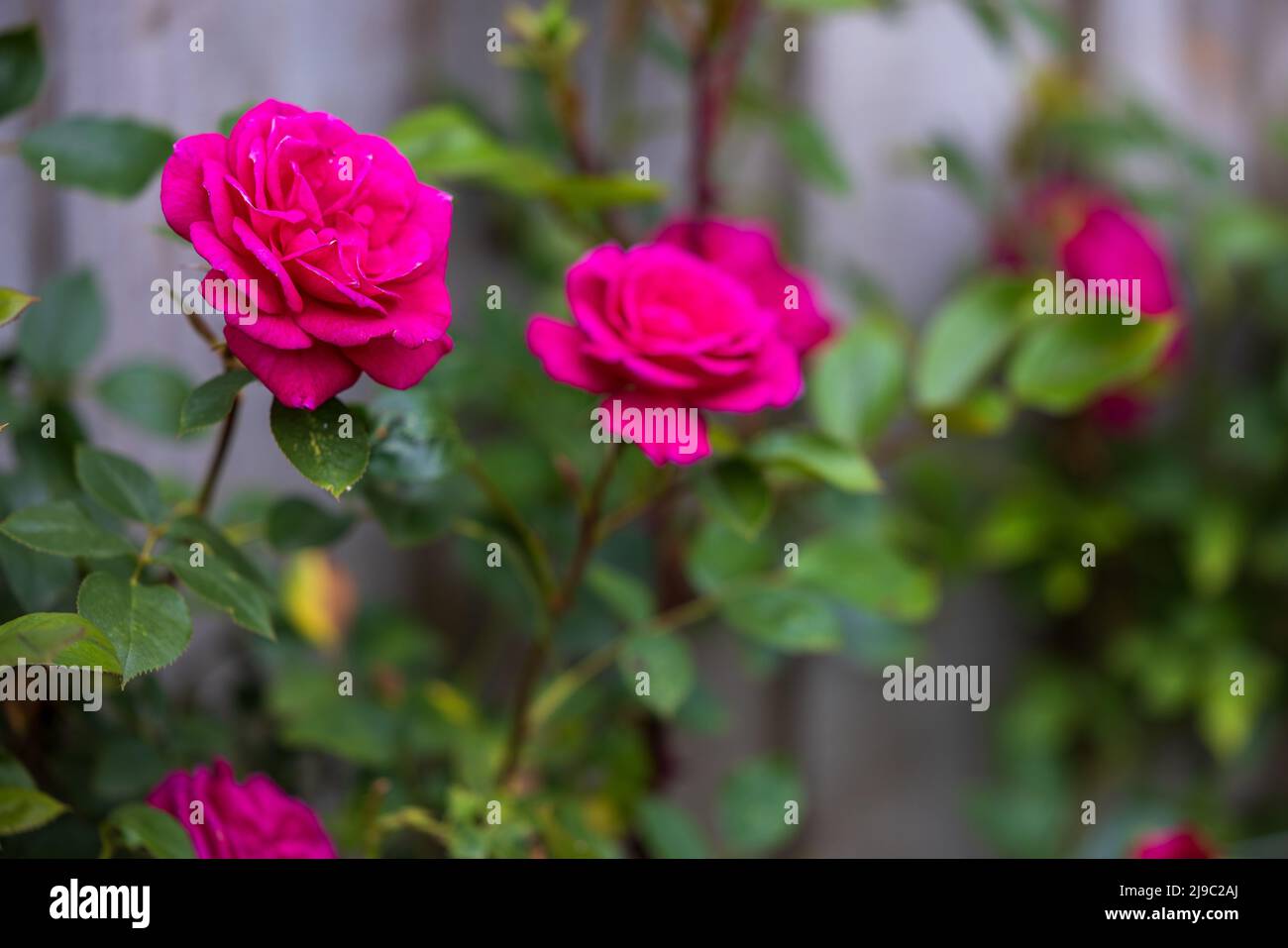 GLORIANA (Chewpope) Rosa d'arrampicata Foto Stock