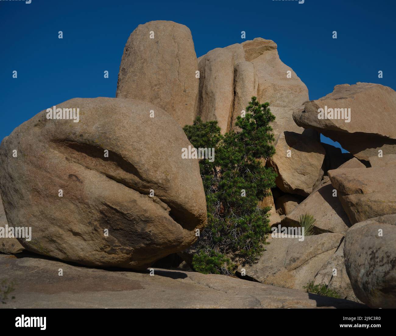 Pinyon Pino albero Foto Stock