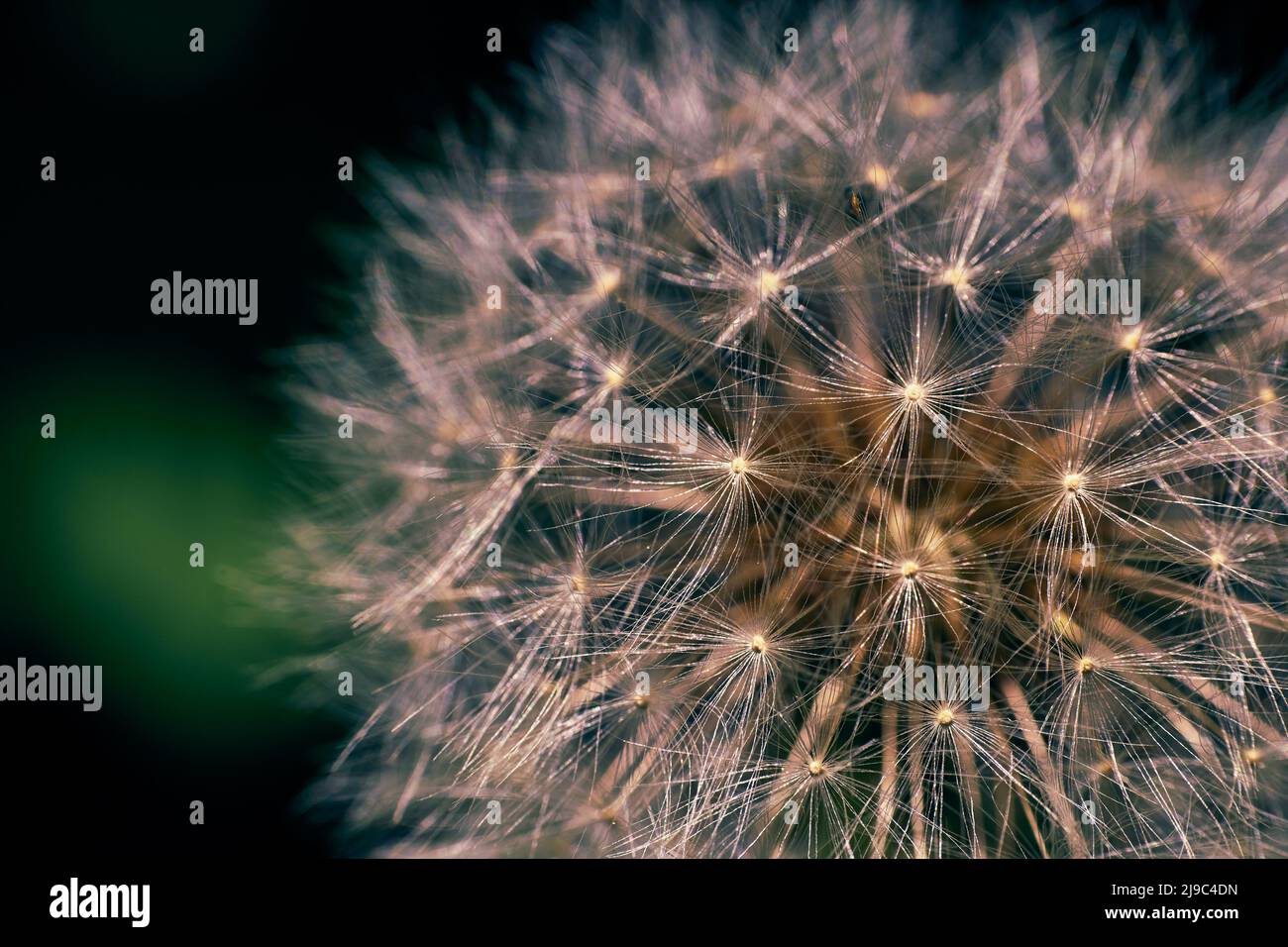Primo piano della testa di un fiore di dente di leone con uno sfondo sfocato. Foto Stock