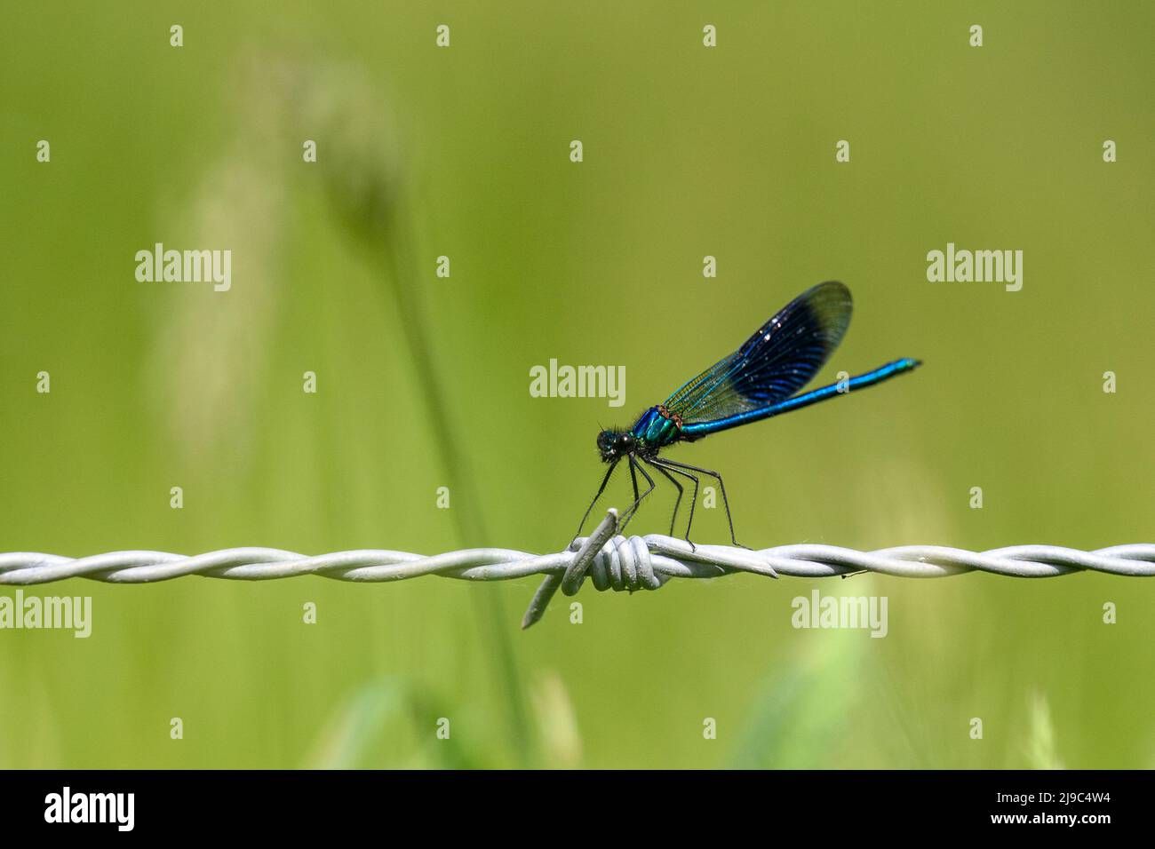 Damsel volare in piedi su una recinzione di filo spinato Foto Stock
