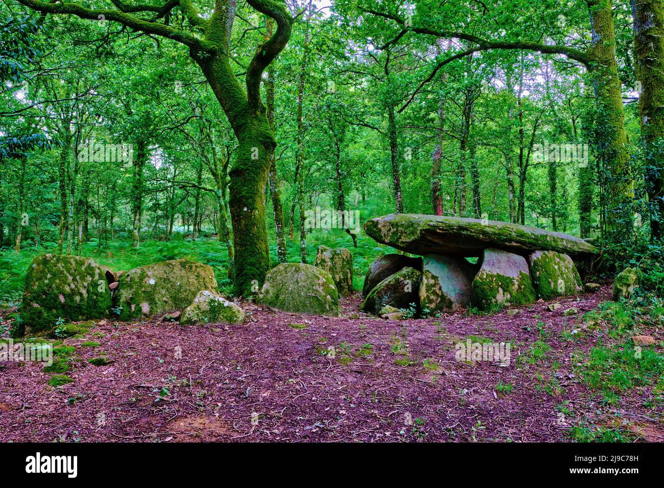 Francia, Morbihan (56), Trédion, dolmen della Loge au loup, vicolo coperto che risale a più di 4.500 anni fa Foto Stock
