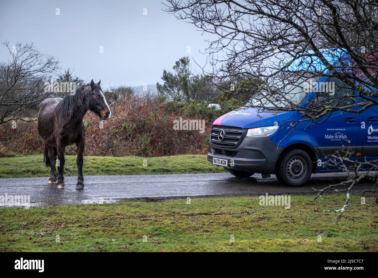 Un pony Bodmin bagnato blocca un veicolo su una strada in condizioni meteorologiche avverse sul selvaggio Goonzion Downs a Bodmin Moor in Cornovaglia. Foto Stock