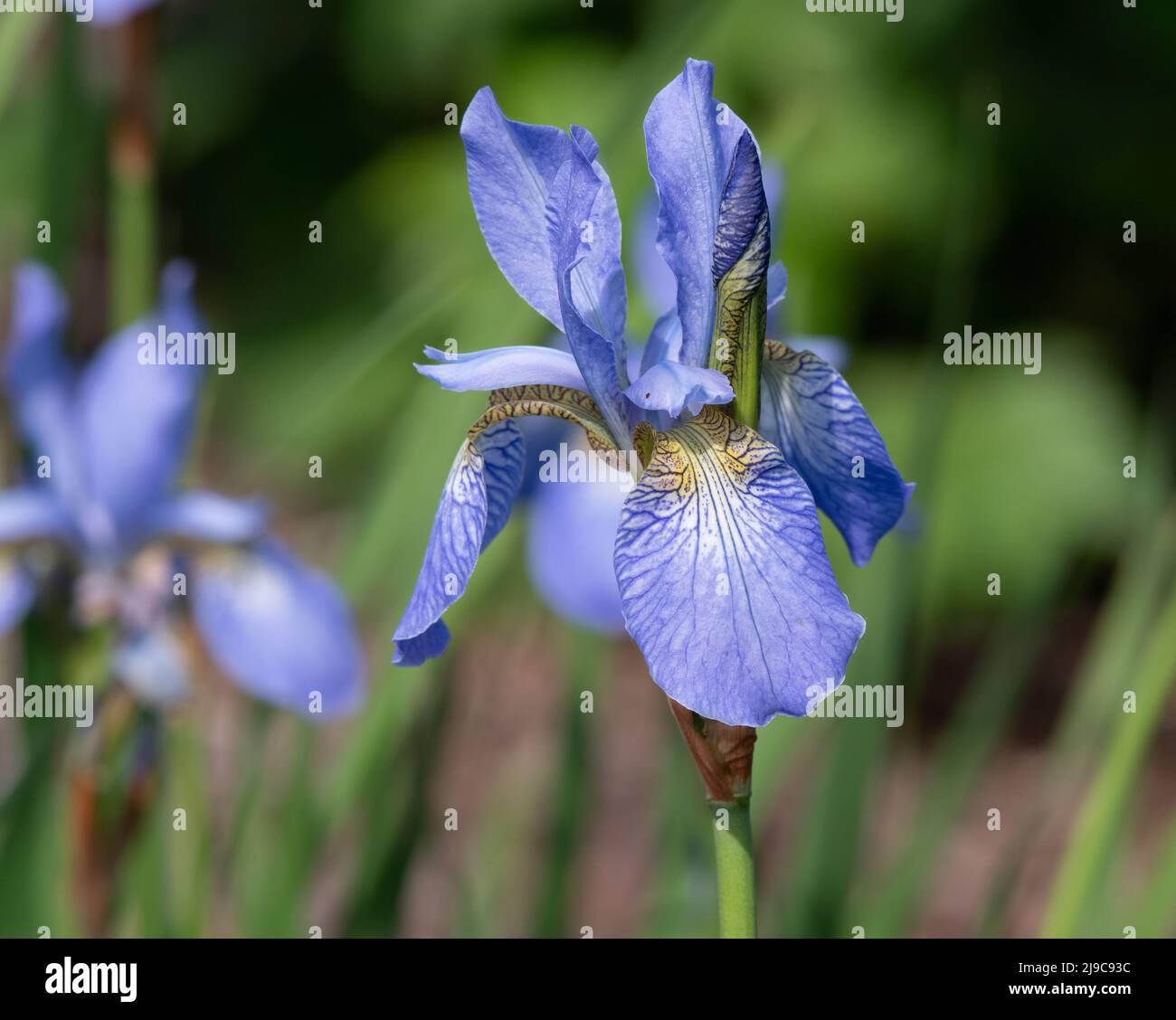 Iris sibirica "Ottawa" Foto Stock