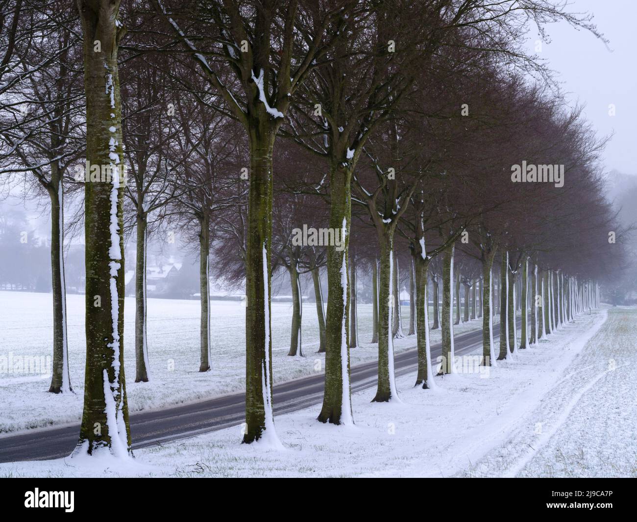 Un viale di faggi innevati a Moor Crichel nel Dorset. Foto Stock