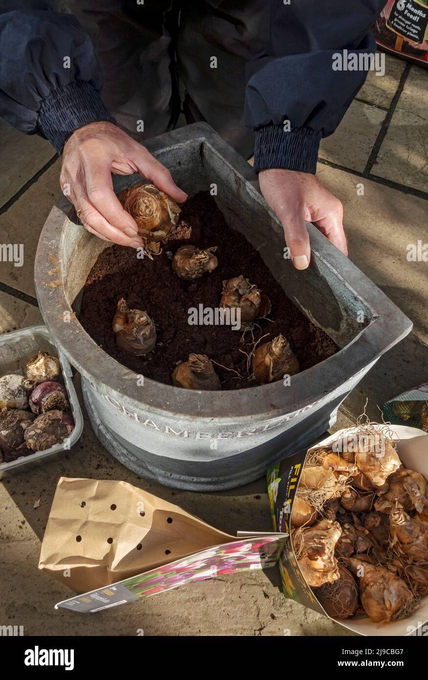 Primo piano di giardiniere piantando bulbi di primavera in un vaso in autunno. Foto Stock