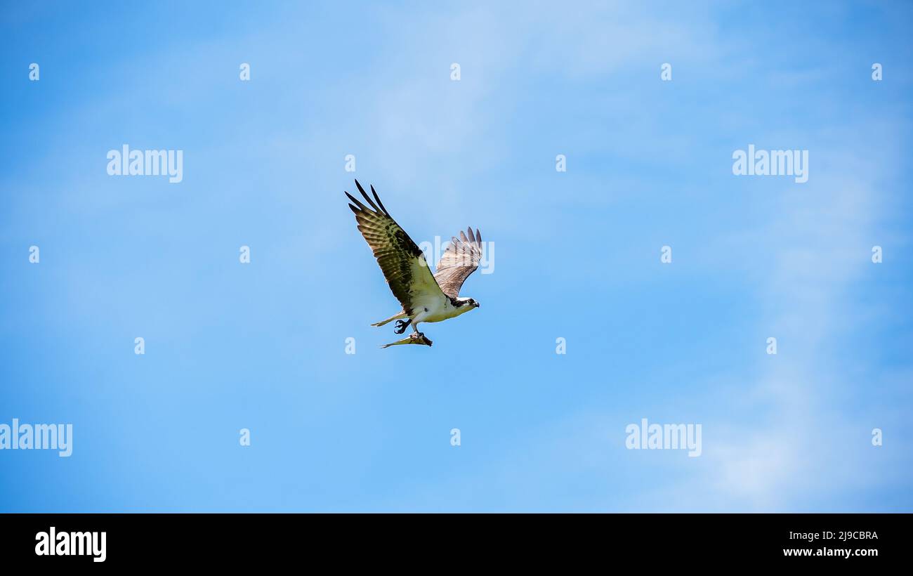 Osprey vola con mezzo pesce con sfondo cielo blu con spazio copia Foto Stock