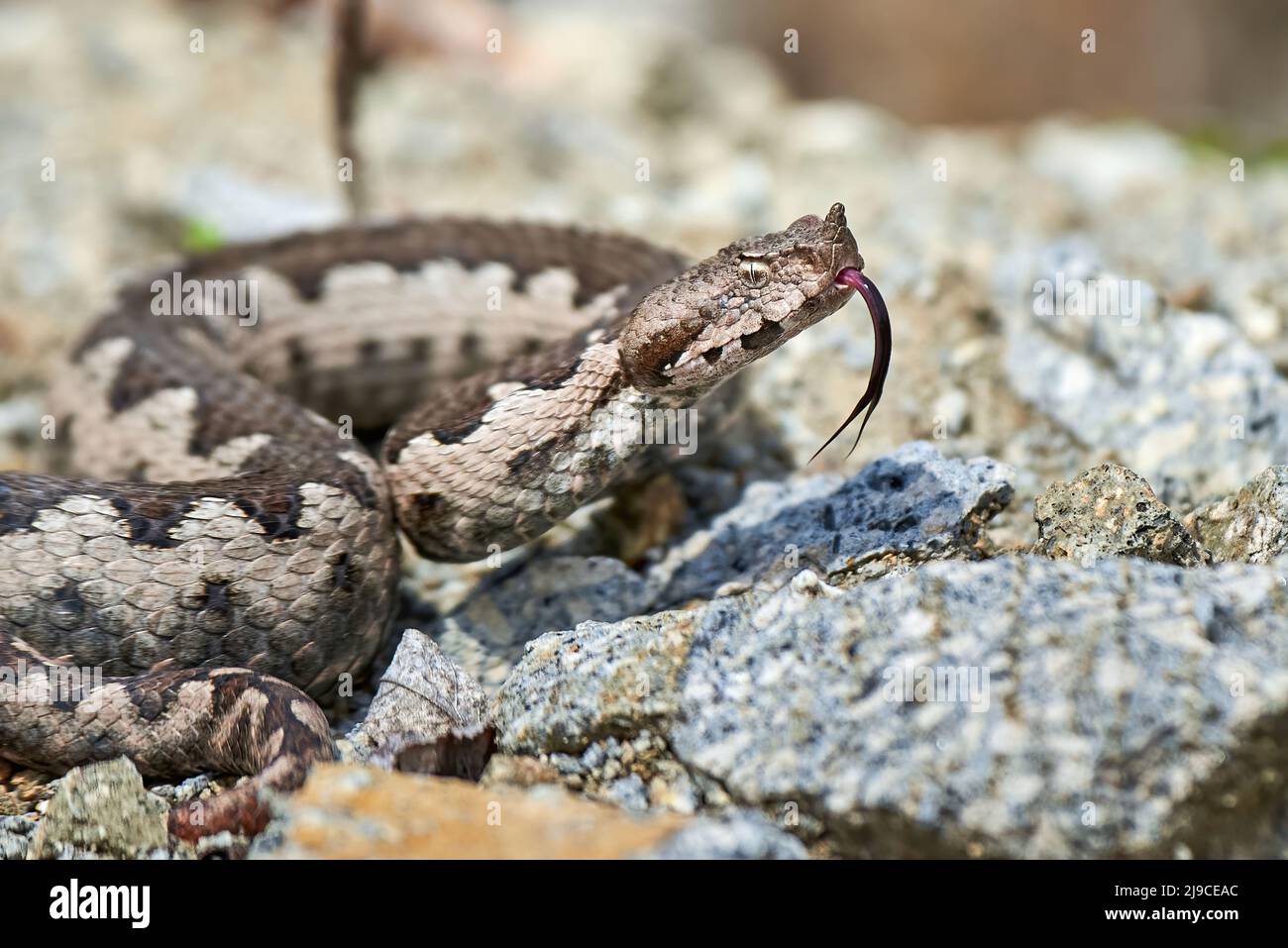Vipera con naso a cavallo con lingua a forcella all'esterno (Ammodytes Vipera) Foto Stock