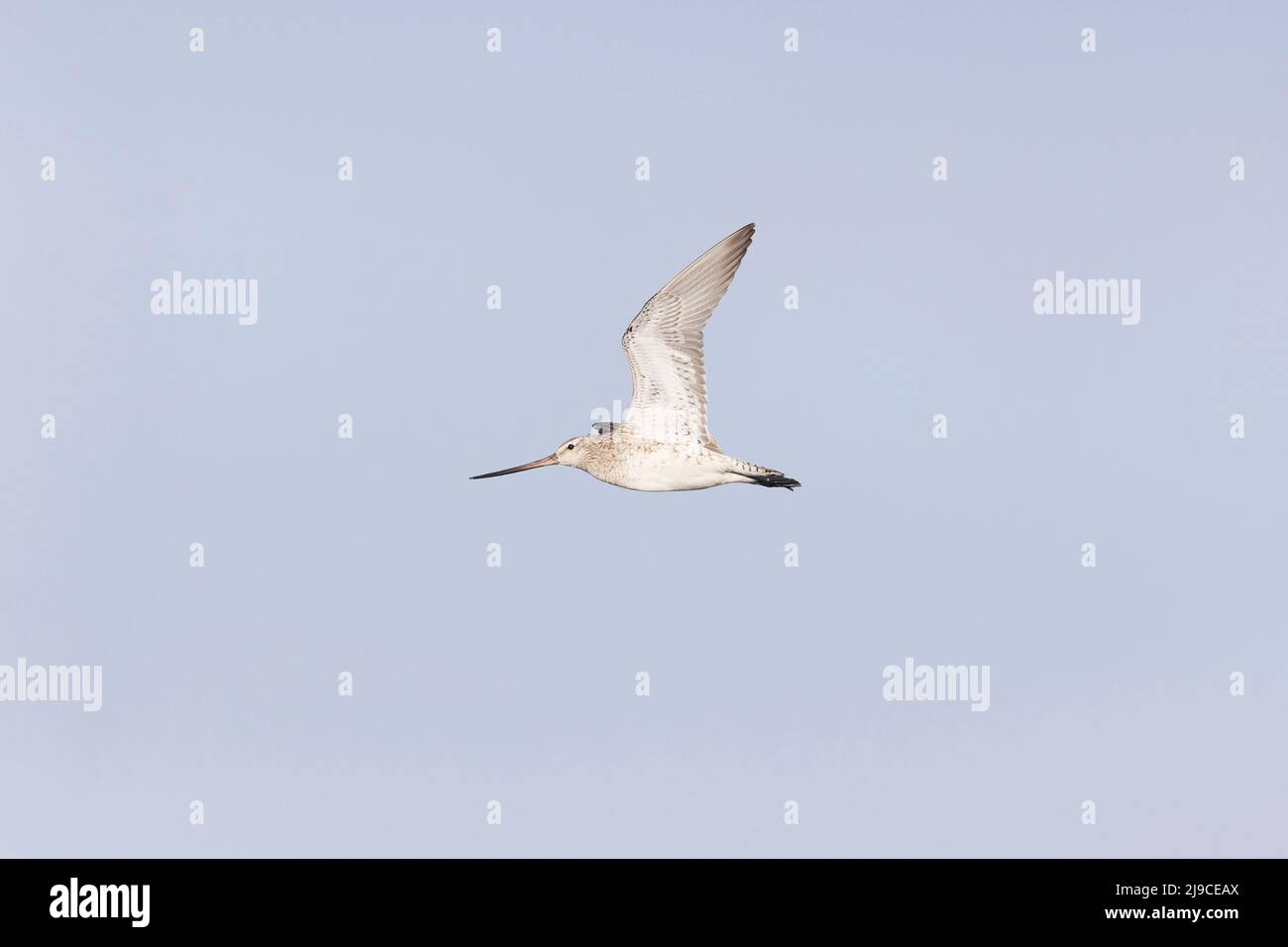 Godwit (Limosa laponica) con coda a barra, volo invernale adulti, Suffolk, Inghilterra, aprile Foto Stock