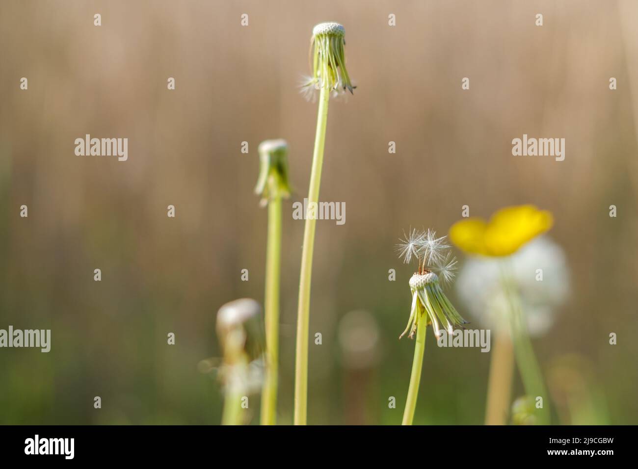 su un dente di leone sono ancora pochi semi disponibili Foto Stock