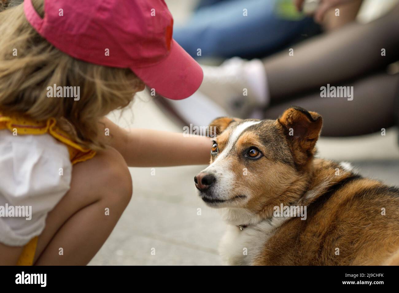 Dettagli con la mano di una bambina caucasica che accarezzano un cane. Foto Stock