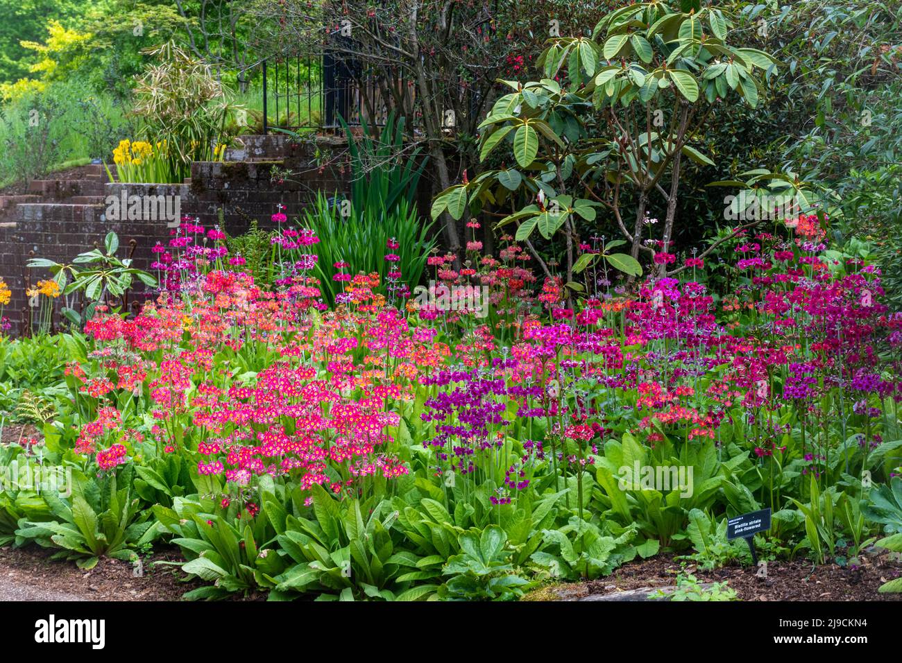 RHS Wisley Garden view, l'area di Oakwood o giardino selvaggio durante maggio o la tarda primavera, Surrey, Inghilterra, Regno Unito, con fioritura Primula candelabra ibridi Foto Stock