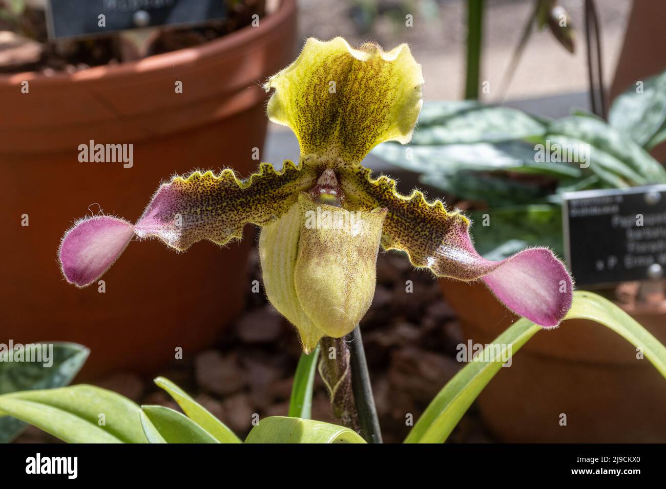 Paphiopedilum hirsutissimum, una specie di orchidea, nella serra di RHS Wisley Garden, Surrey, Inghilterra, Regno Unito Foto Stock