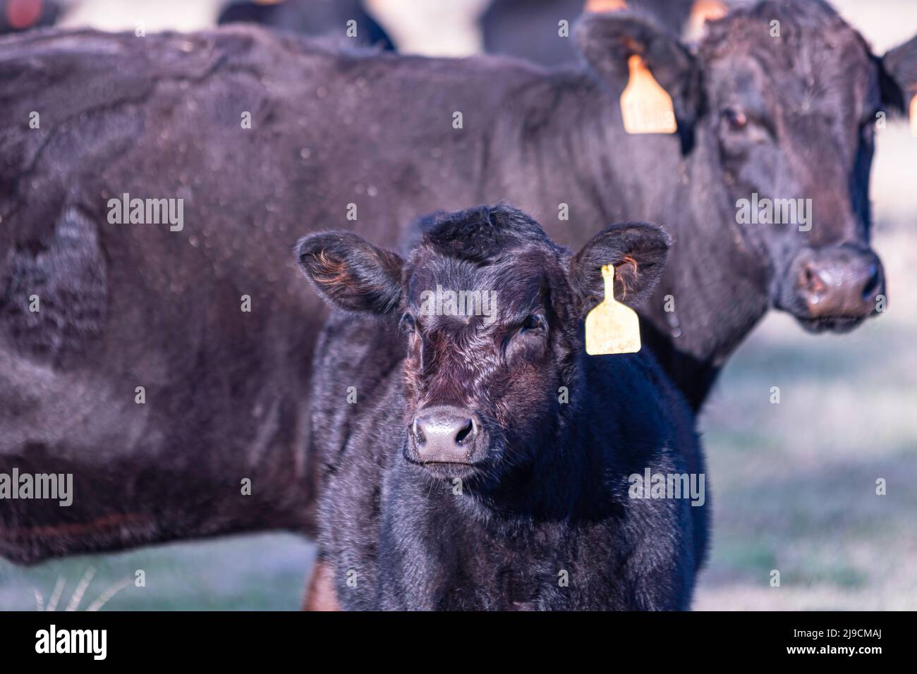 Vitello Angus nero in primo piano con madre sullo sfondo. Fuori fuoco. Foto Stock