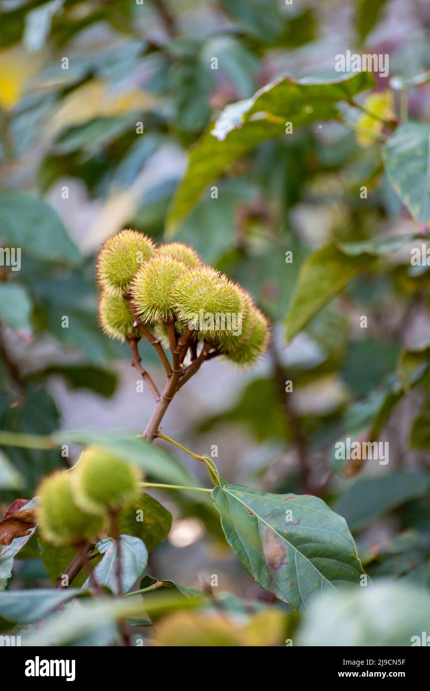 Pianta di Bixa orellana o di acchio, fonte di annato, condimento naturale rosso-arancio utilizzato per la colorazione degli alimenti, pittura del corpo, spezie Foto Stock