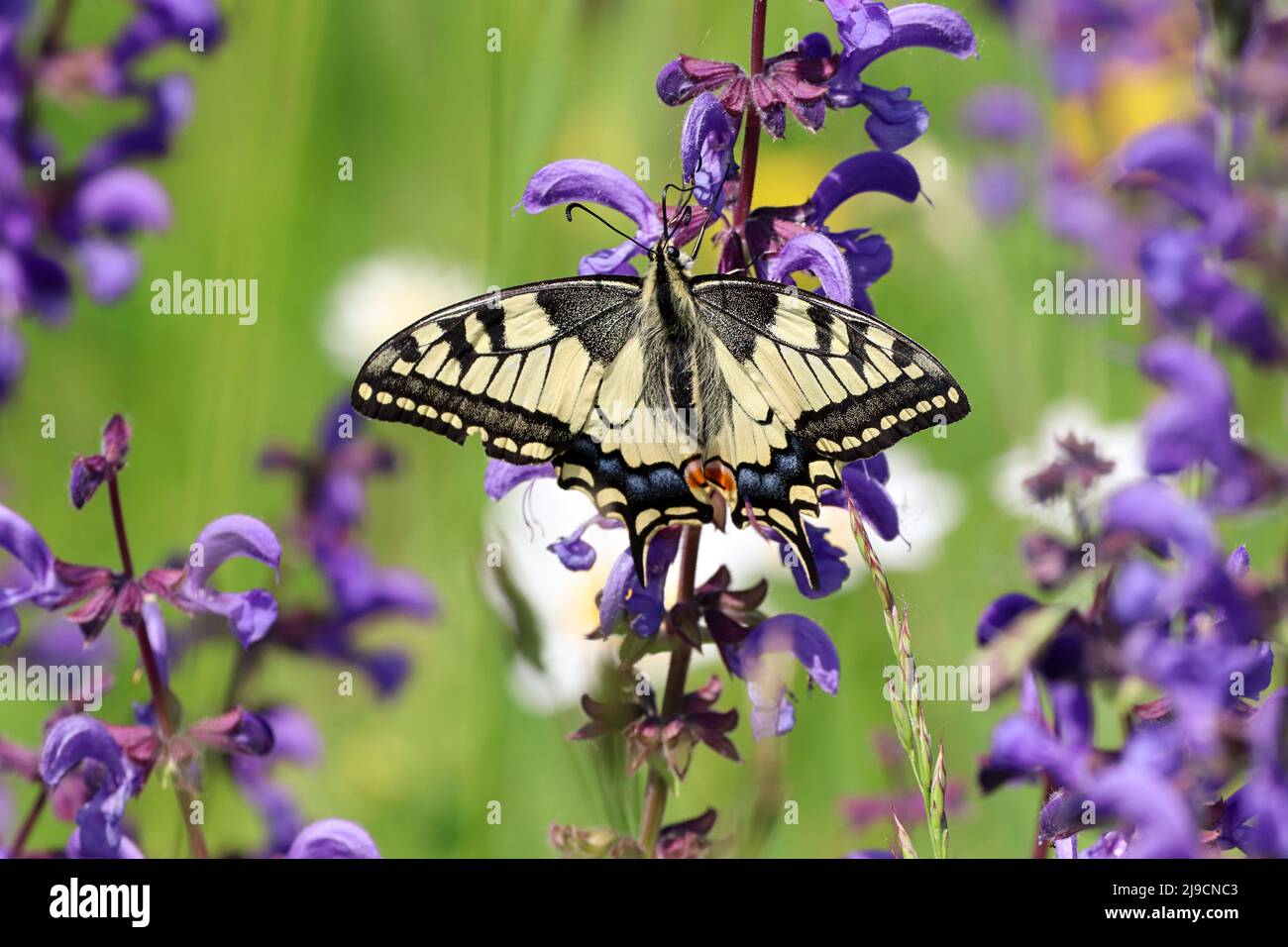 una farfalla a coda di rondine poggiante su fiori viola in natura Foto Stock