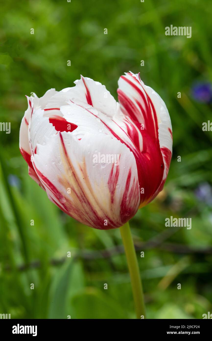 Tulipano singolo rosso e bianco con petali variegati in un giardino residenziale nello Yorkshire Foto Stock