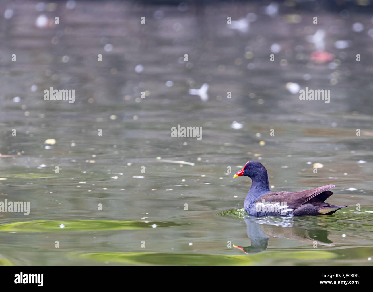 Una gallina d'acqua eurasiatica nel lago nuoto Foto Stock