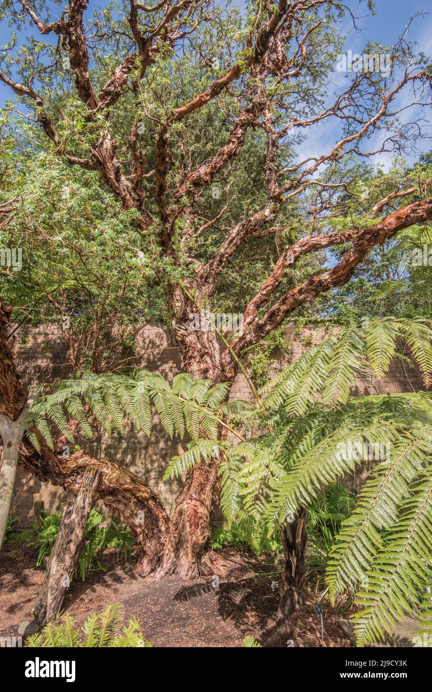 Logan Botanic Gardens vicino Port Logan a Dumfries & Galloway presenta piante dell'emisfero meridionale ( America, S Africa, Australasia). Foto Stock