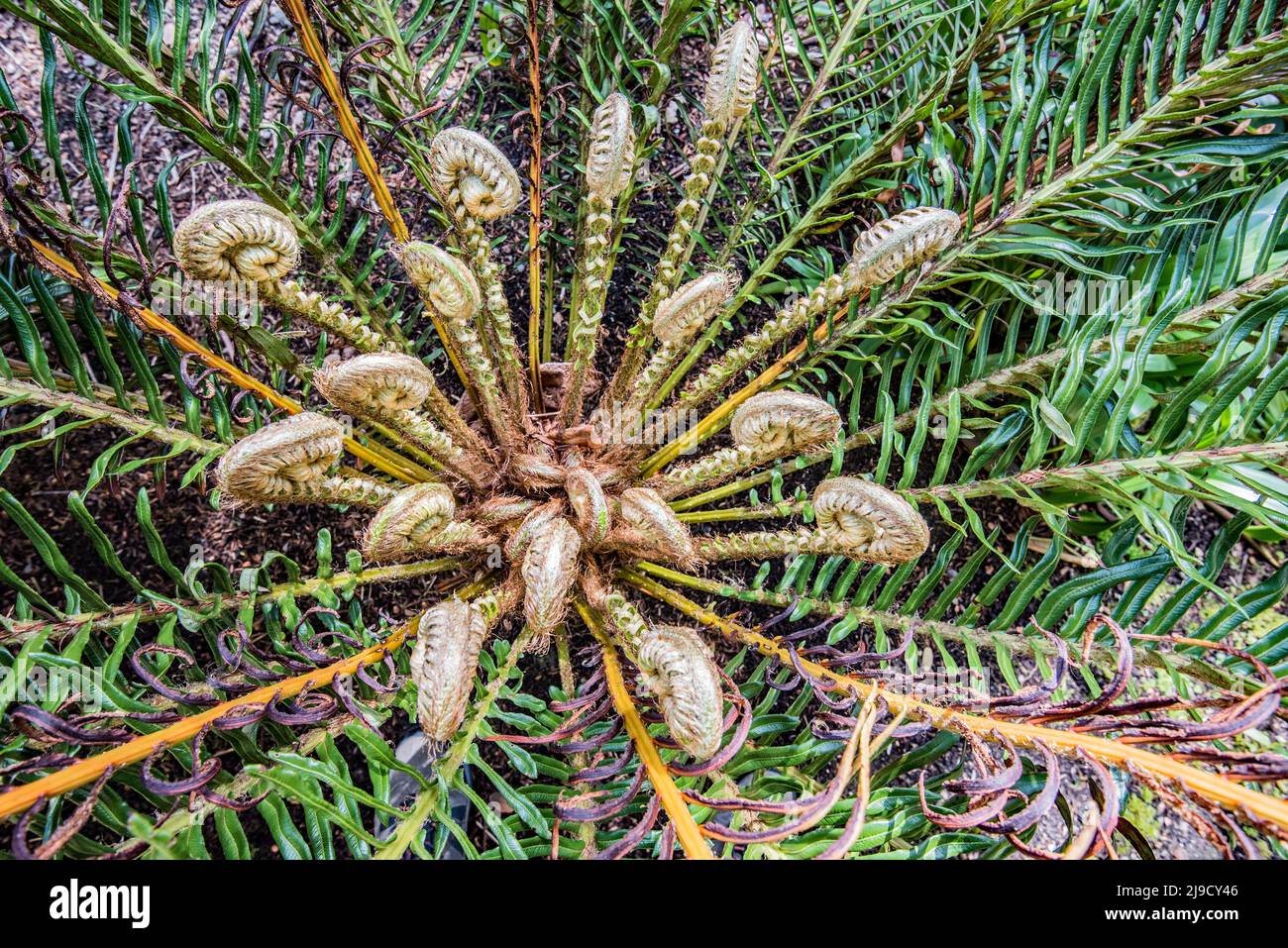 Logan Botanic Gardens vicino Port Logan a Dumfries & Galloway presenta piante dell'emisfero meridionale ( America, S Africa, Australasia). Foto Stock