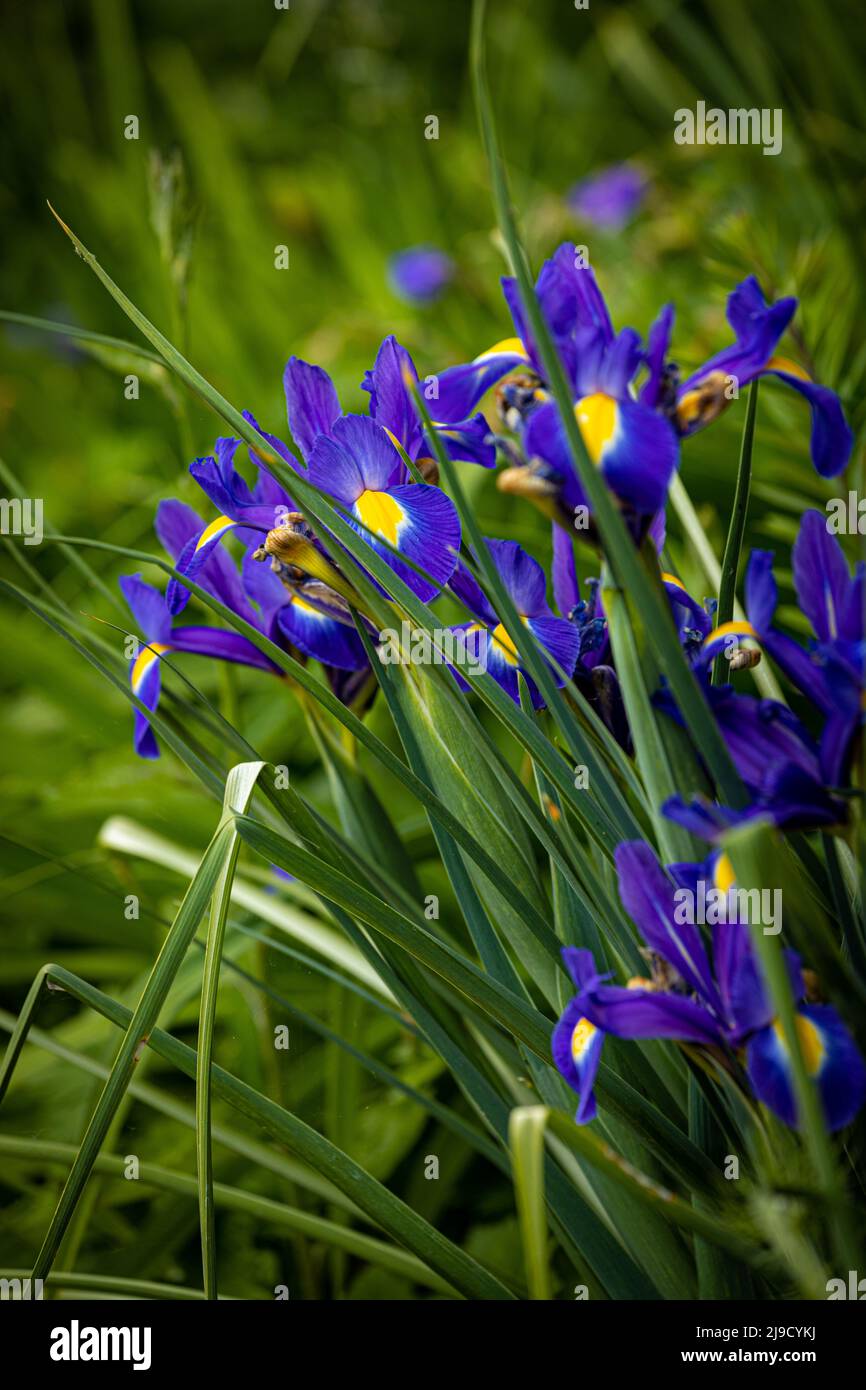 Bearded Iris Foto Stock
