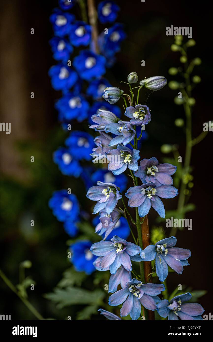 Delphiniums blu in un bordo del giardino Foto Stock