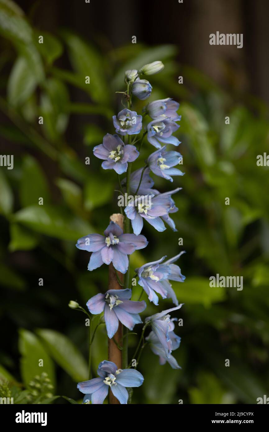 Delphiniums blu in un bordo del giardino Foto Stock