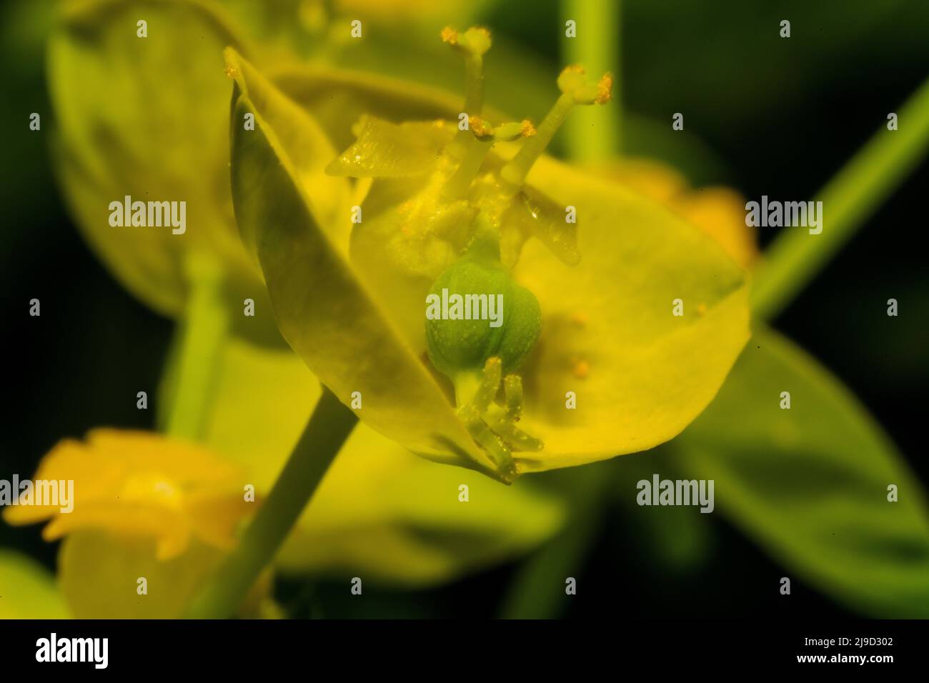 Primo piano di un piccolo germoglio giallo con sepals verdi sullo sfondo verde Foto Stock
