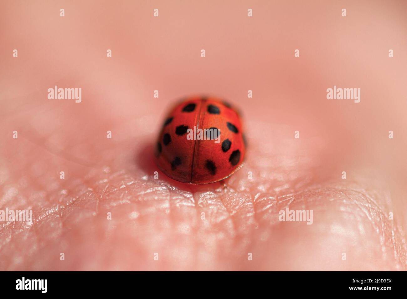 Un ladybug seduto sulla pelle umana. Foto Stock