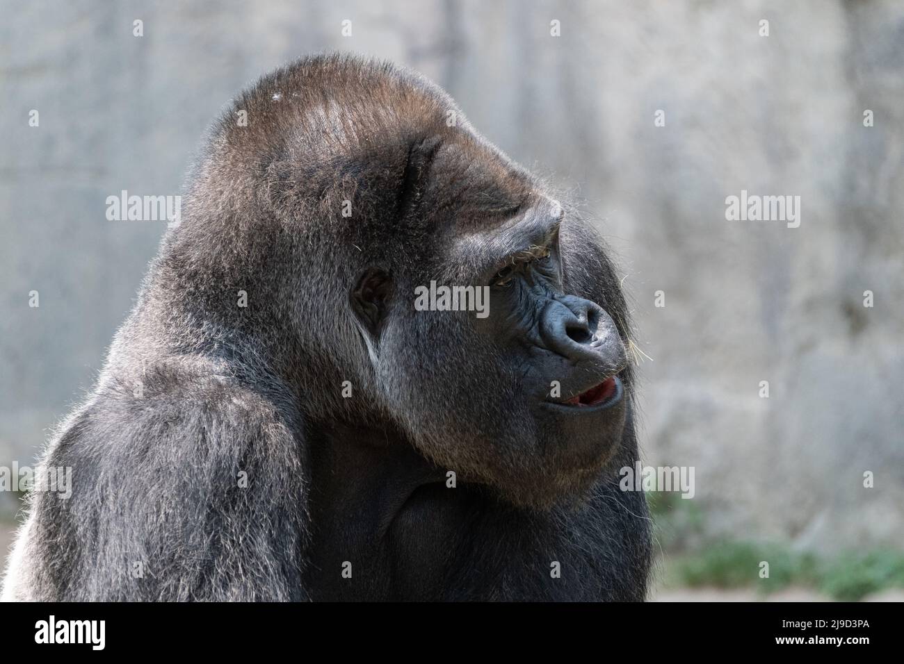 Un grande, maschio, argento posteriore Gorilla con la sua testa girata a lato e la sua bocca leggermente aperta come guarda qualcosa vicino. Foto Stock