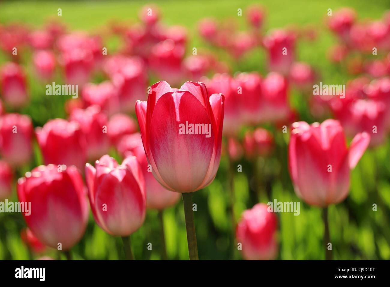 Tulipano rosso e rosa fiori alla luce del sole, sfondo primavera colorato. Campo di tulipani fiorenti, fuoco selettivo Foto Stock