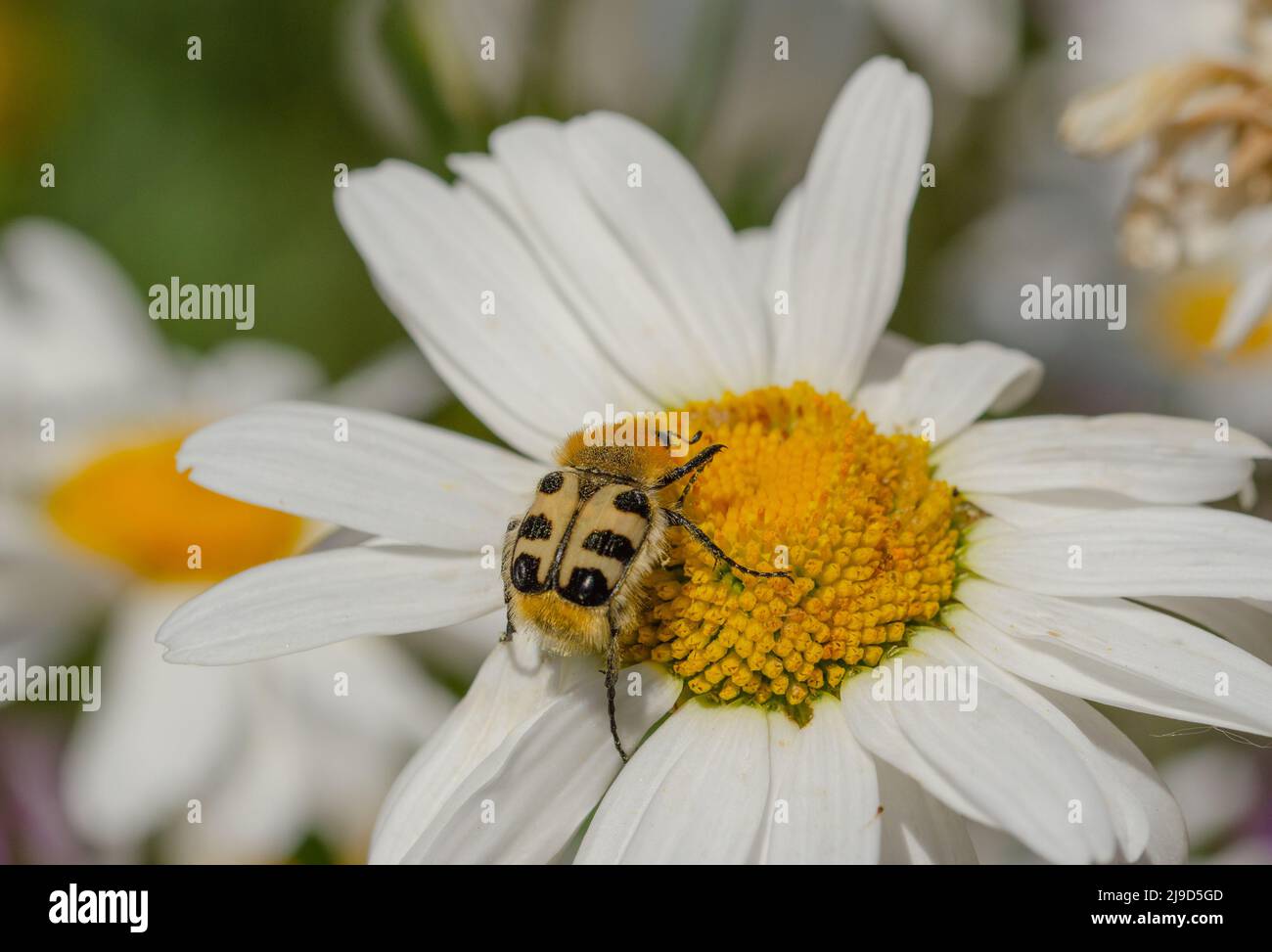 Il scarabeo (Trichius fasciatus) è un scarabeo della famiglia degli scarabei. Coleottero a spazzola con bande. Su una margarita Foto Stock