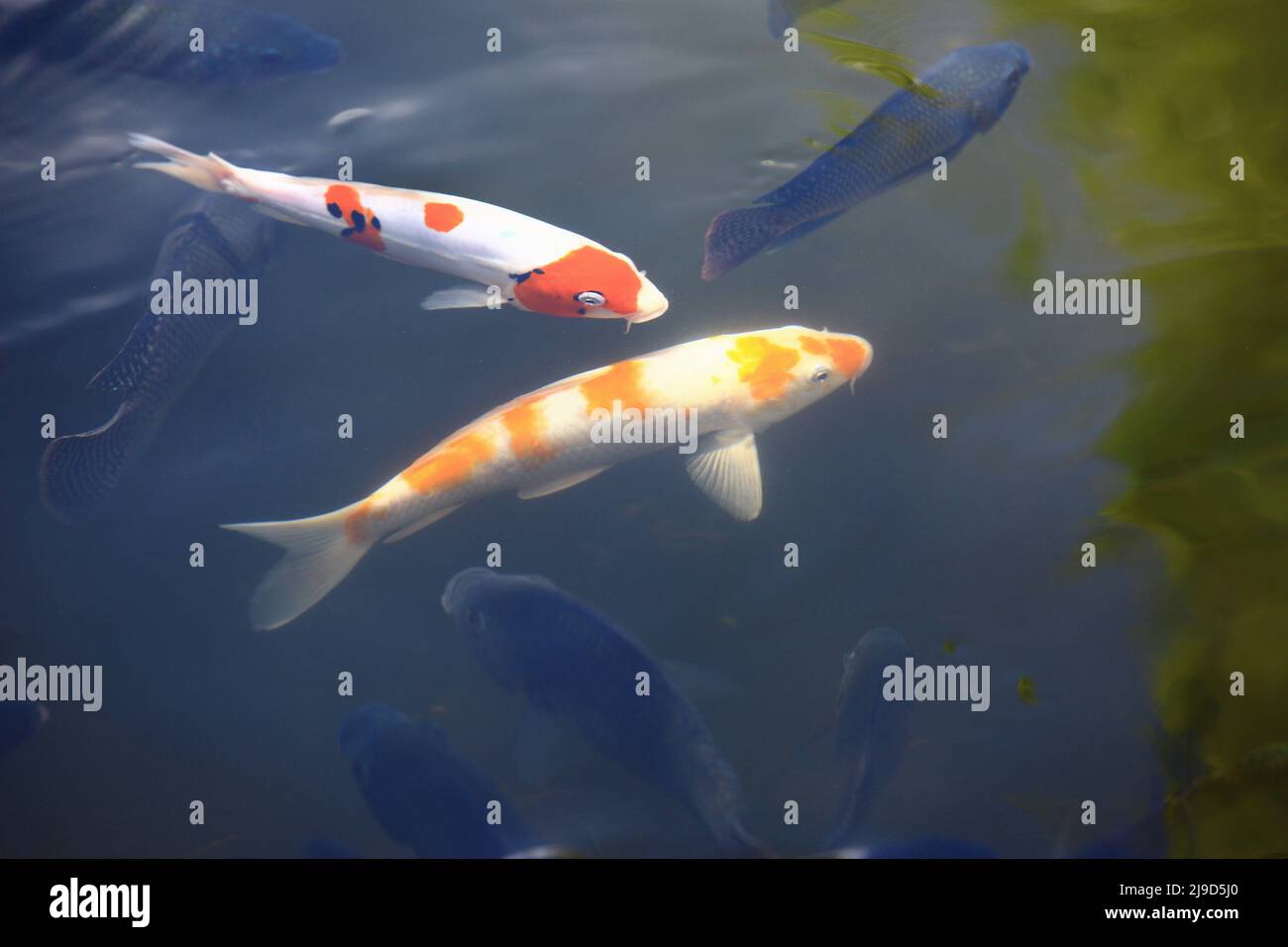 Pesci Koi colorati o Fancy Carps che nuotano in un laghetto in estate Foto Stock
