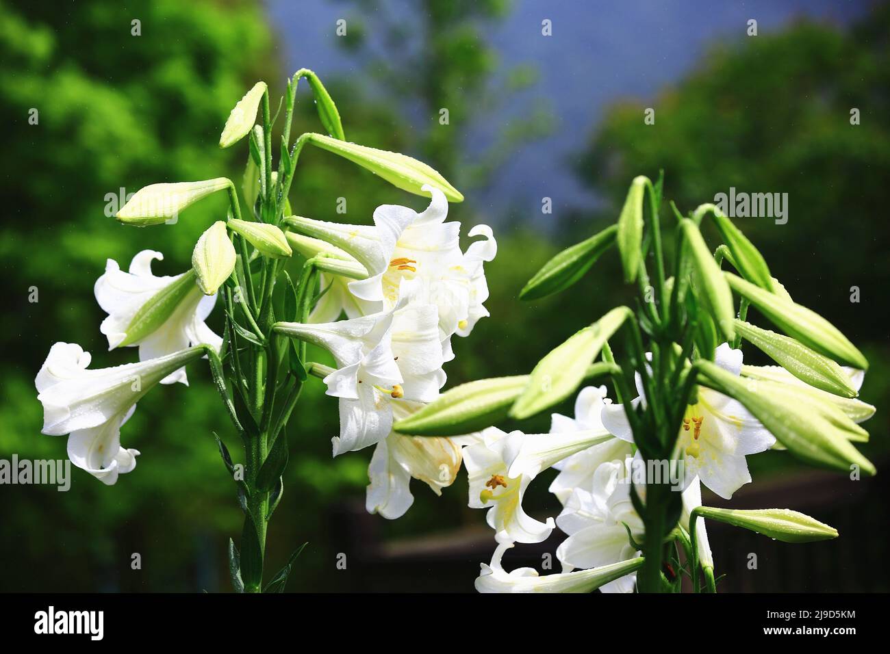 Fiore Giglio Longflower (Giglio di Pasqua, Giglio Trumpet Bianco) fiori con rop, primo piano di fiori di giglio bianco che fioriscono nel giardino in un giorno piovoso Foto Stock